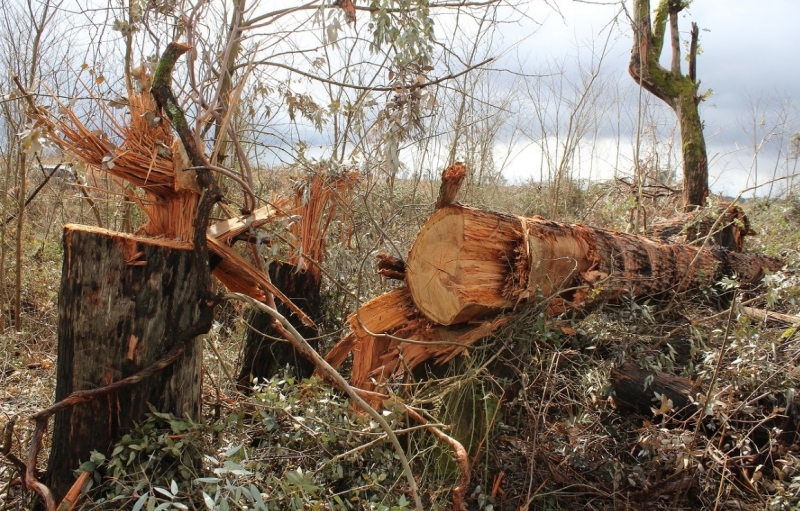 Уничтожены деревья серебристого эвкалипта